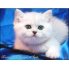 Британские котята Серебристые
