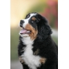 Щенки бернских зенненхундов